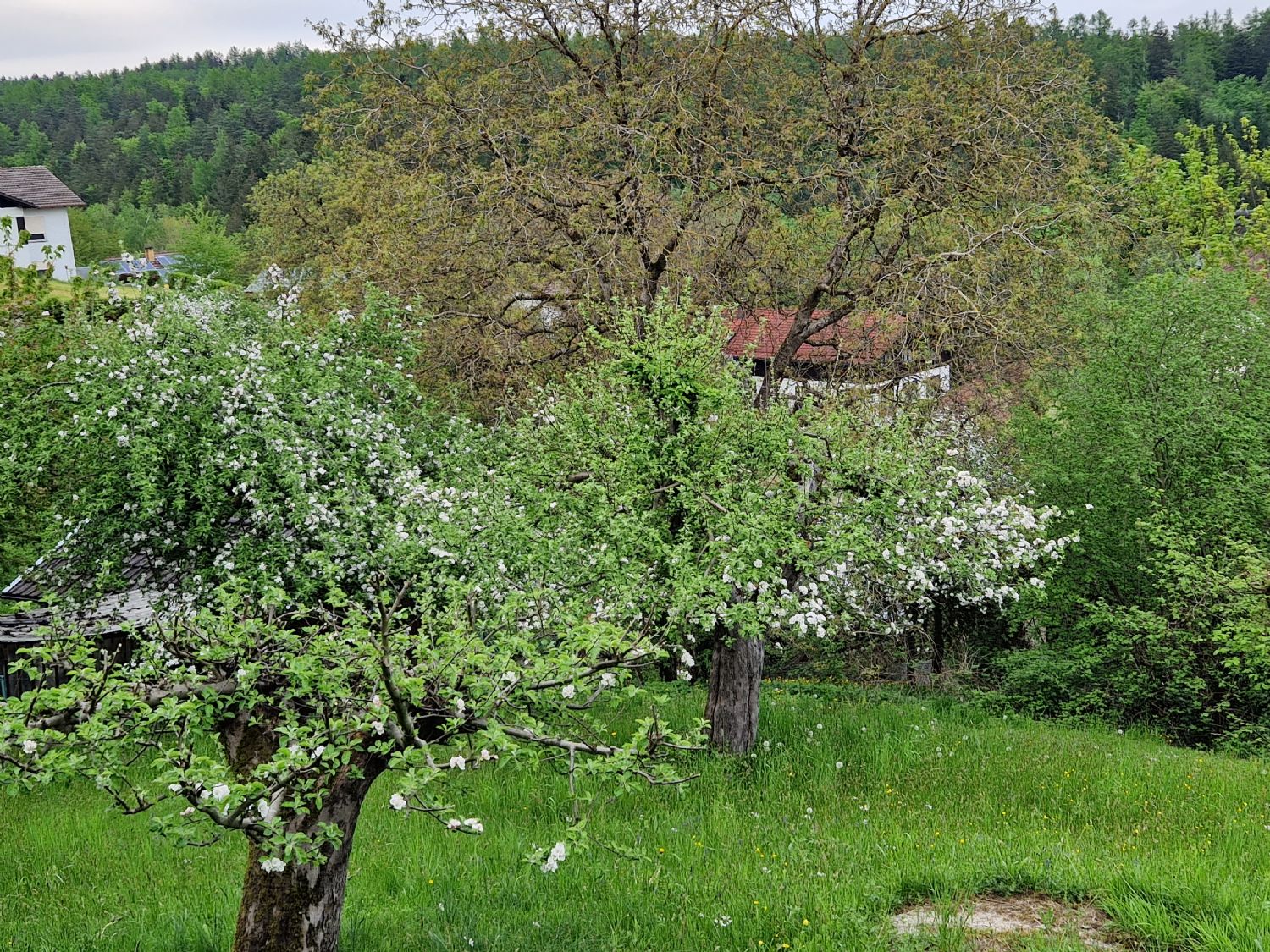 Blühende Apfelbäume auf dem Grundstück mit bewohnbarem Ferienhaus