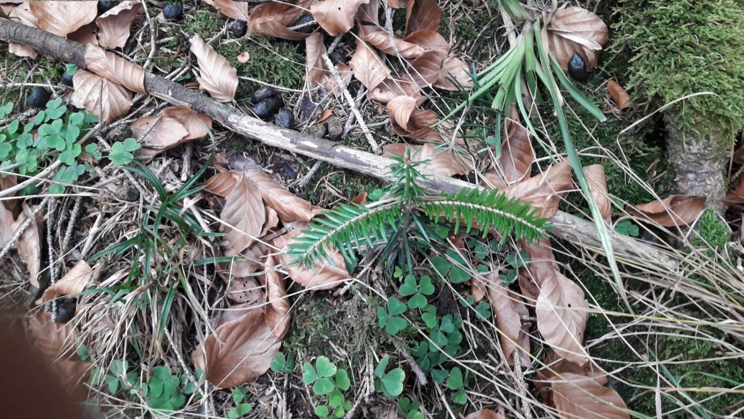Heranwachsende Jungpflanzen (Setzlinge) im Waldgrundstück in Hundham