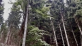 Aktueller Baumbestand vom Waldgrundstück in Hundham Gemeinde Fischbachau