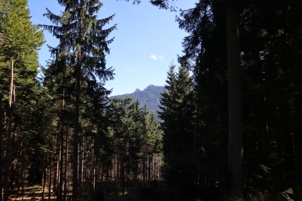 Herrlicher Blick in die Bergregion des Waldgrundstücks