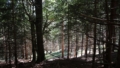 28.490 qm Waldfläche auf dem Bergwaldgrundstück