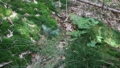 Heranwachsende Setzlinge (Jungpflanzen) auf dem Waldgrundstück