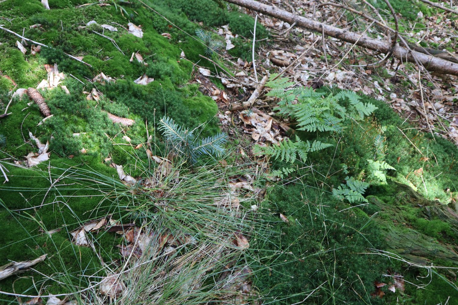 Heranwachsende Setzlinge (Jungpflanzen) auf dem Waldgrundstück
