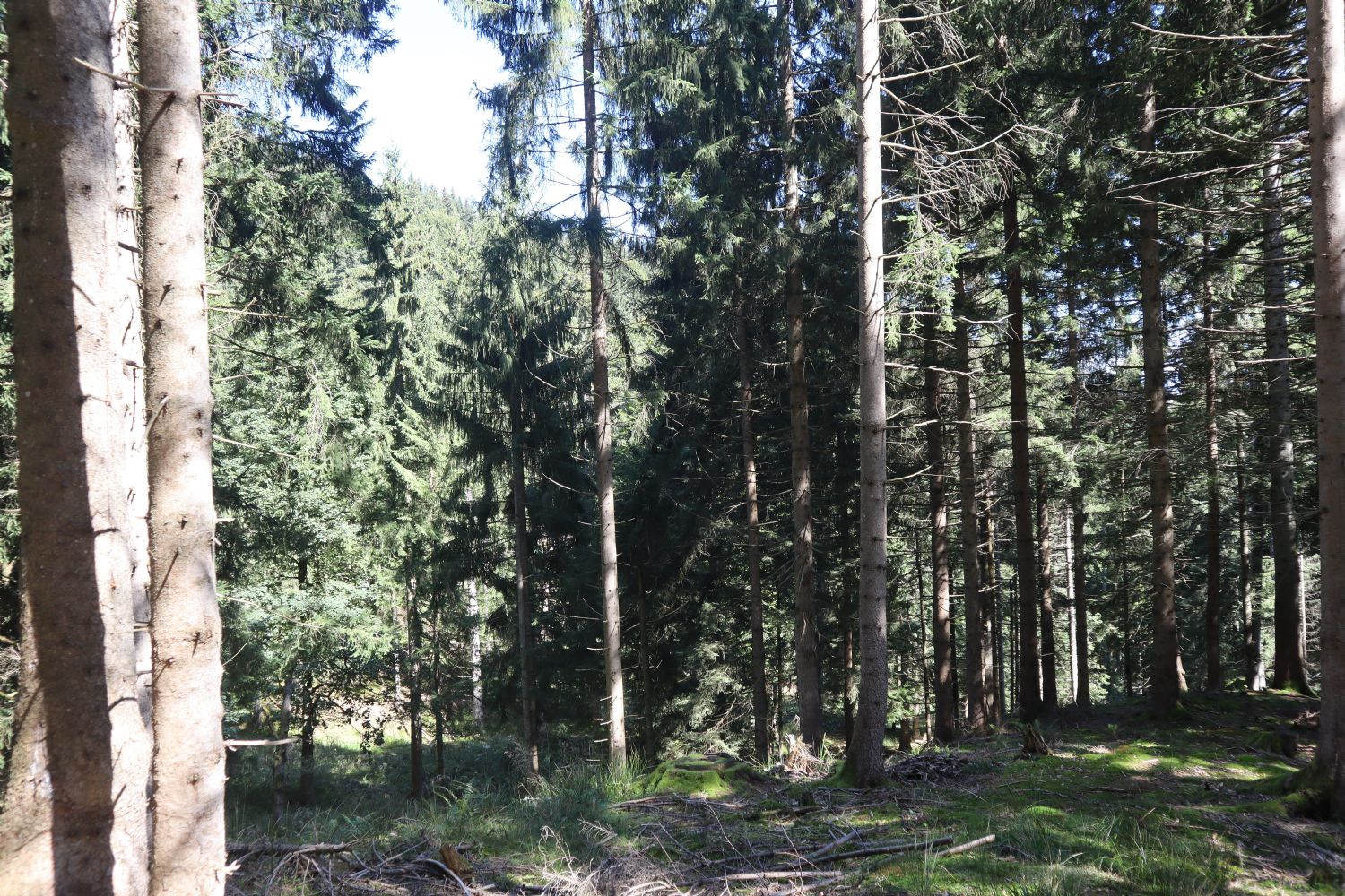 Gesunder Baumbestand auf dem Bergwaldgrundstück